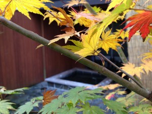 露天風呂栃木那須高原ペンショントント