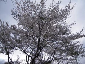 那須高原の春桜さくら