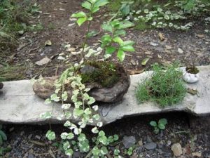 那須苔屋こけや小さな緑のインテリア