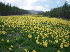 那須マウントジーンズ水仙まつり