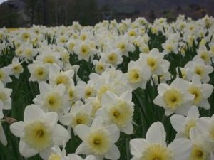 那須マウントジーンズ水仙まつり