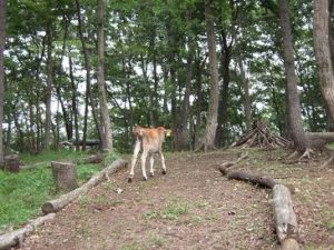 那須森林の牧場