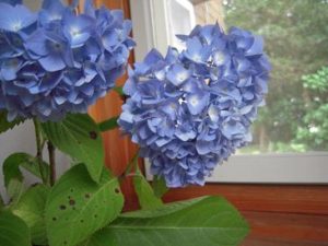紫陽花あじさい