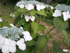 那須高原の夏ガクアジサイ