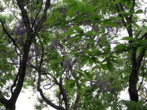 那須高原の春新緑