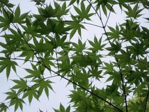 那須高原の春新緑