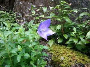 那須高原の夏桔梗ききょう