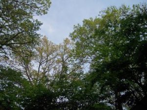 那須高原の春新緑