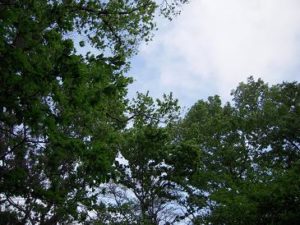 那須高原の春新緑