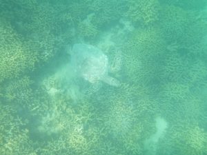 ハワイ ウミガメ