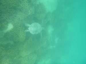 ハワイ ウミガメ