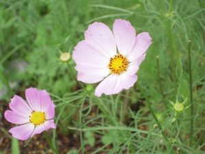 栃木那須高原の夏 ペンショントント コスモス