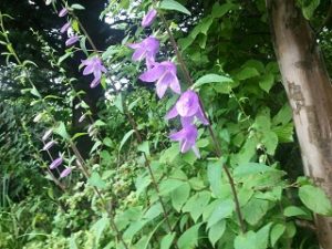 栃木那須高原の夏 ペンショントント ハタザオキキョウ