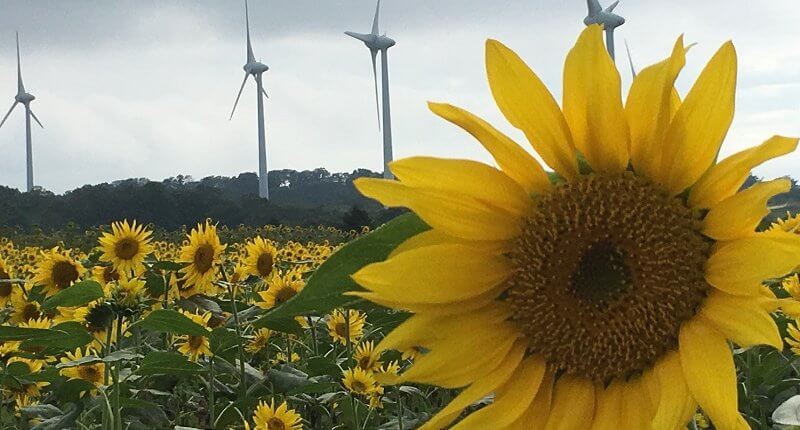 福島　郡山　布引風の高原　ひまわり畑　風力発電　風車